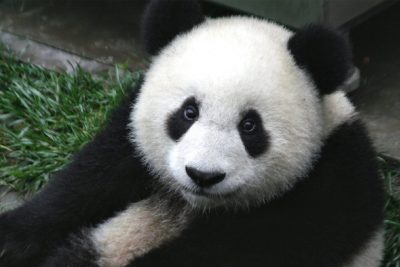 Big Panda in Chengdu
