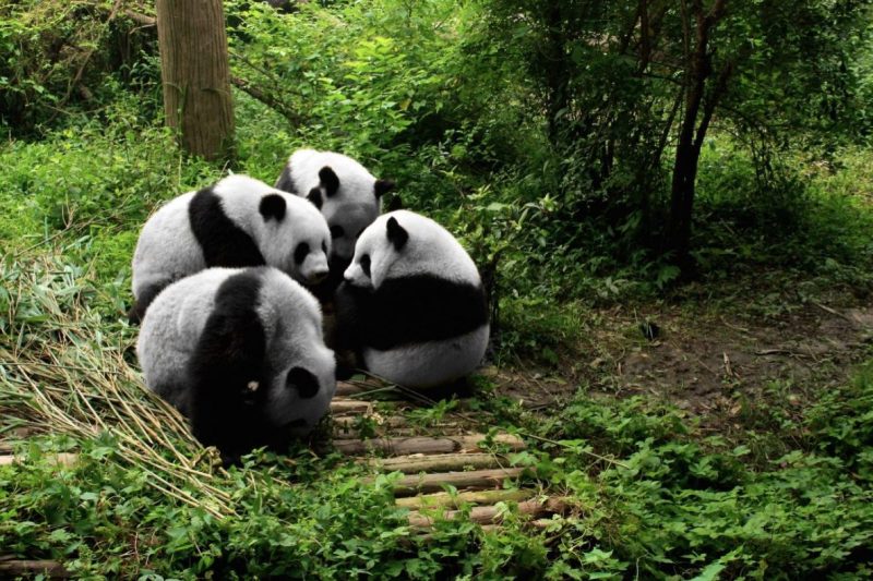 Big Pandas in Chengdu, China